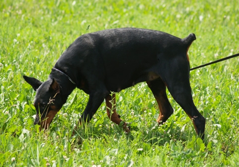 Dogs in training 6/2007